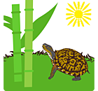 Eastern Box Turtle Decal